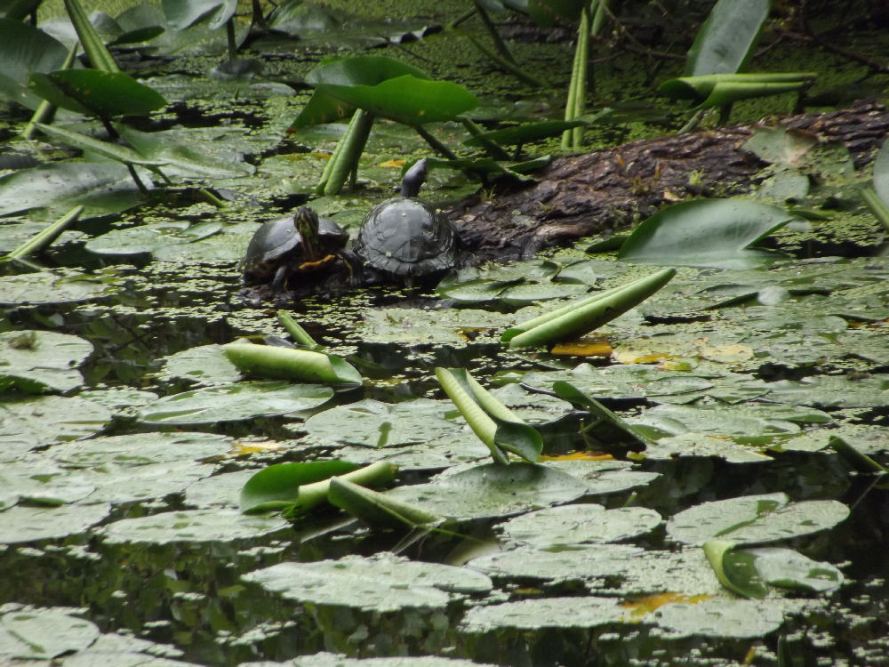 Wasserschildkröten im Sumpfbiotop